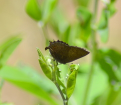 Callophrys irus