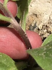 Pluchea odorata odorata