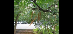 Caragana arborescens