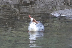 Mergus merganser merganser