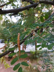 Caragana arborescens
