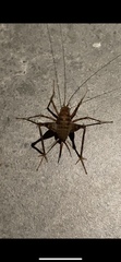 Tachycines asynamorus