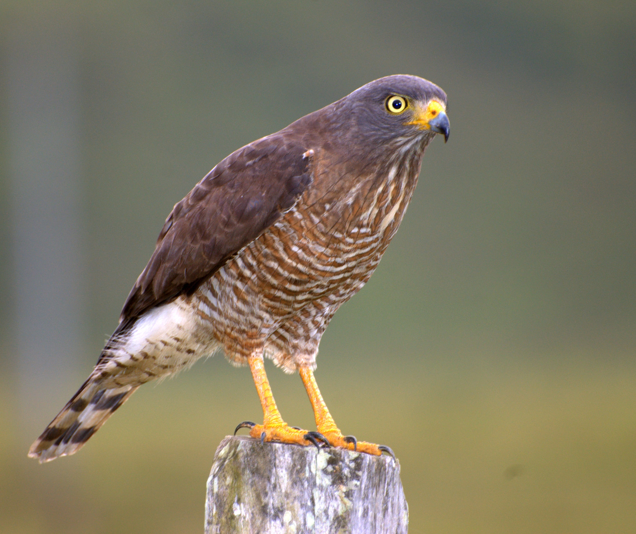 Gavilán Pollero (Rupornis magnirostris) · NaturaLista Colombia