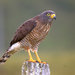 Roadside Hawk - Photo (c) Dario Sanches, some rights reserved (CC BY-SA)