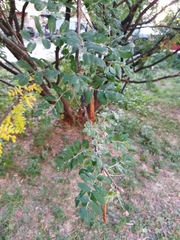 Caragana arborescens