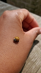Harmonia axyridis