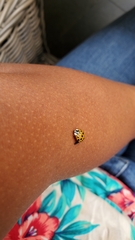 Harmonia axyridis