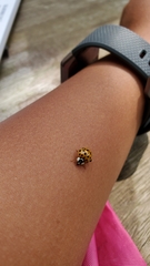 Harmonia axyridis