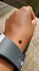 Harmonia axyridis