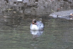 Mergus merganser merganser