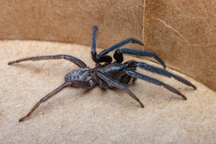 Segestria florentina
