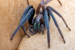 Segestria florentina