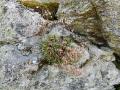 Saxifraga pentadactylis willkommiana