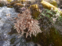 Saxifraga fragosoi