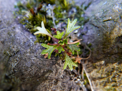 Saxifraga pentadactylis willkommiana