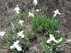 Iris albicans