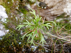 Saxifraga pentadactylis willkommiana