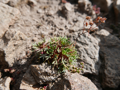 Saxifraga pentadactylis willkommiana