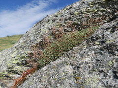 Saxifraga pentadactylis willkommiana