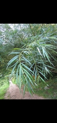Salix nigra