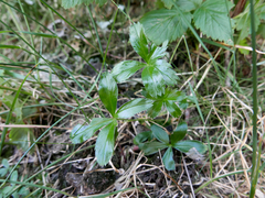 Alchemilla saxatilis