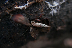 Alinda biplicata