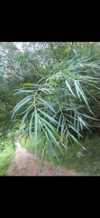 Salix nigra