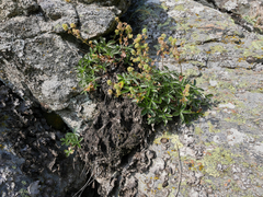 Alchemilla saxatilis