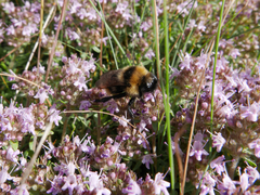 Thymus praecox britannicus