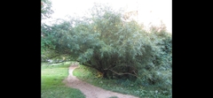 Salix nigra