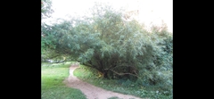 Salix nigra