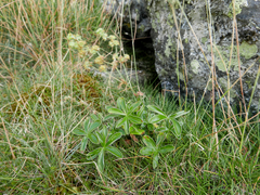 Alchemilla saxatilis