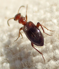 Ischyropalpus nitidulus