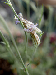 Silene ciliata
