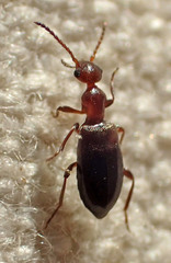 Ischyropalpus nitidulus