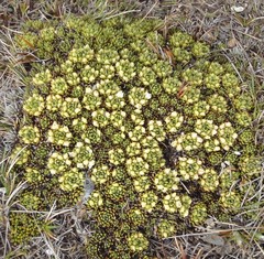 Hectorella caespitosa