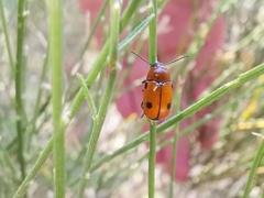 Cryptocephalus bimaculatus