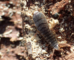 Allacrotelsa spinulata