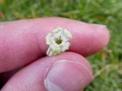 Silene ciliata