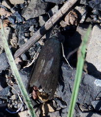 Perispasta caeculalis