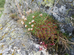 Armeria caespitosa