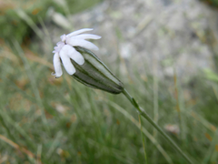 Silene ciliata
