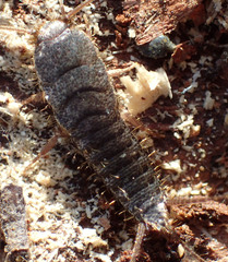 Allacrotelsa spinulata