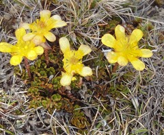 Ranunculus gracilipes