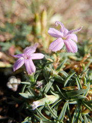 Dianthus pungens brachyanthus