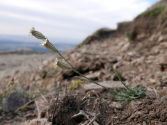 Silene ciliata