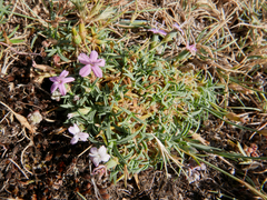 Dianthus pungens brachyanthus