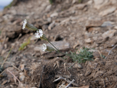 Silene ciliata