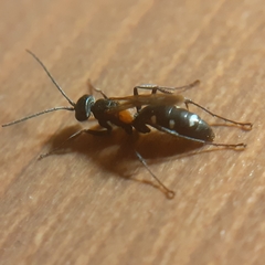 Cryptocheilus fabricii