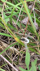 Systoechus candidulus